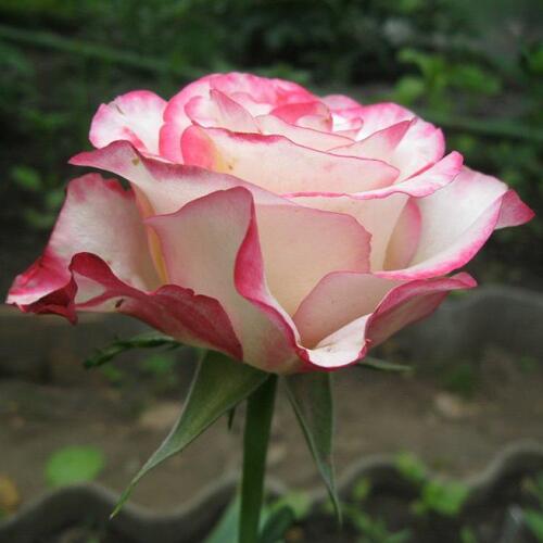 Роза чайно-гибридная Свитнес (Sweetness)