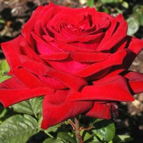 Роза чайно-гибридная Алмаатинка (Almaаtinka)