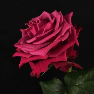 Роза чайно-гибридная Даниэль Ост