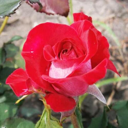 Роза флорибунда Блюбель (Bluebell)