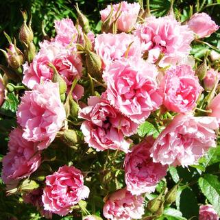 Роза парково-кустовая Пинк Гротендорст (Pink Grootendorst)
