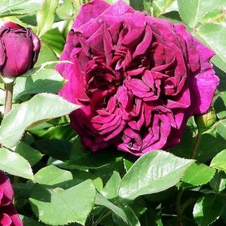 Роза парково-кустовая Принц