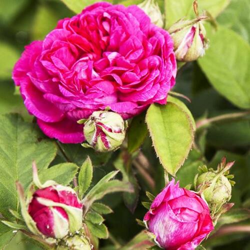 Роза парково-кустовая Роз де Решт (Rose de Rescht)