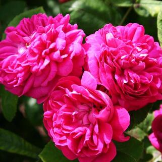 Роза парково-кустовая Роз де Решт (Rose de Rescht)