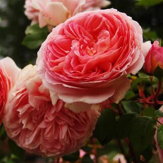 Роза английская кустовая Абрахам Дерби (Abraham Darby)