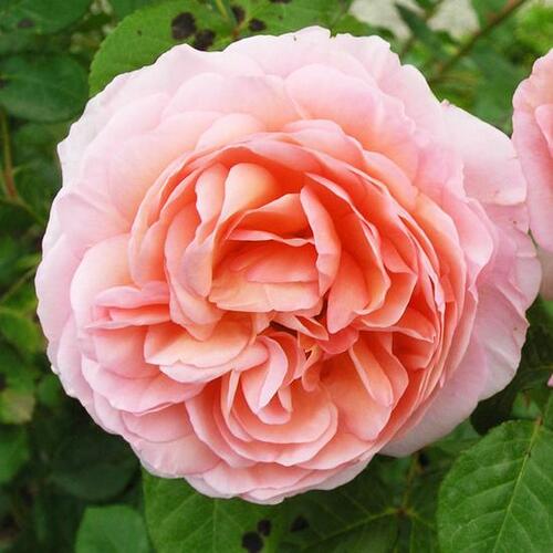 Роза английская кустовая Абрахам Дерби (Abraham Darby)