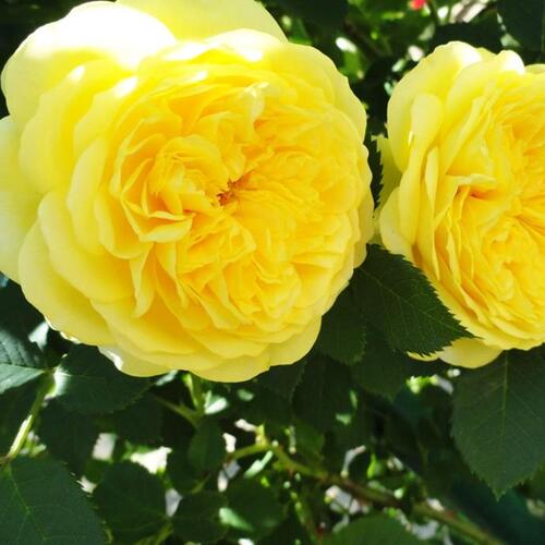 Роза английская кустовая Пилигрим (Pilgrim)