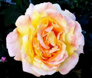 Роза чайно-гибридная Катрин Лаборде