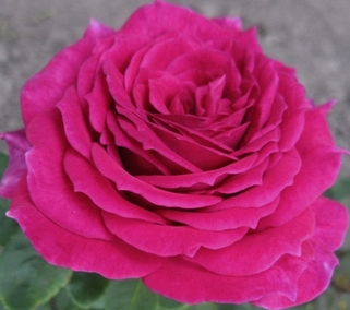 Роза чайно-гибридная Юрианда (Jorianda)
