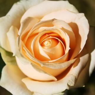 Роза чайно-гибридная Пич Аваланш (Avalanche Peach)