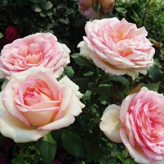 Роза чайно-гибридная Сувенир Де Баден-Баден (Souvenir de Baden-Baden)