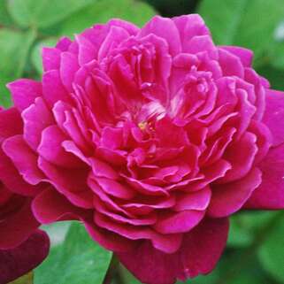 Роза английская кустовая Софи Роуз (Sophy’s Rose)