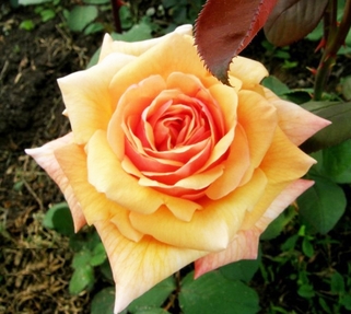 Роза чайно-гибридная Caramel