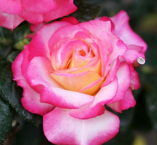 Роза флорибунда Laminuette