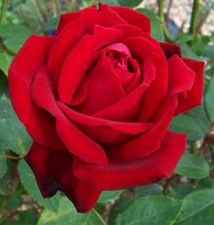 Роза флорибунда Red Empire