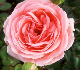 Роза флорибунда Кимоно (Кimonо)