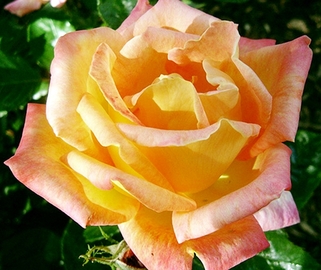 Роза плетистая Liane