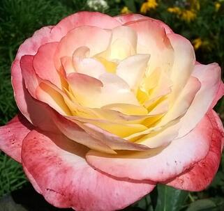 Роза чайно-гибридная Бэлла Пэрла