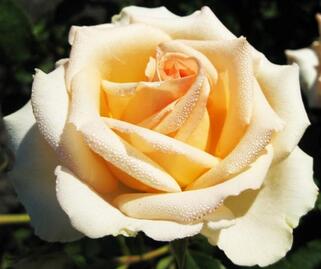 Роза чайно-гибридная Версилия (Versilia)