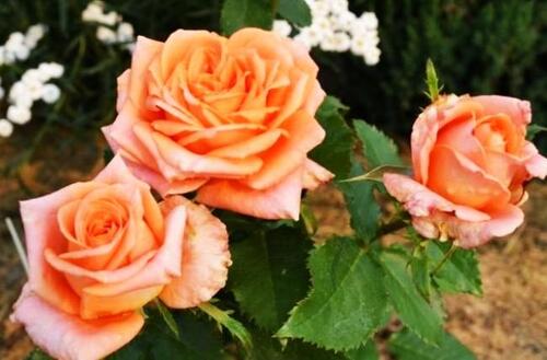 Роза чайно-гибридная Эльдорадо (Eldorado)