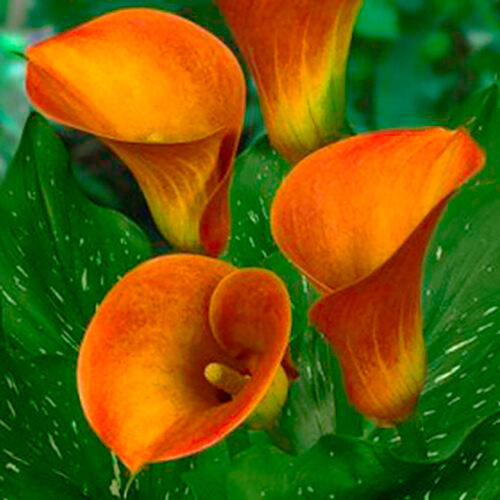 Калла Captain Safari (Капитан Сафари)