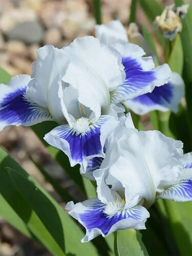 Ирис карликовый Open Your Eyes (Опен Ер Айс)