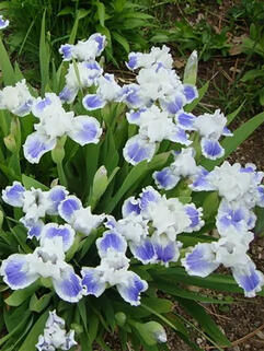 Ирис карликовый Open Your Eyes (Опен Ер Айс)