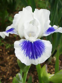 Ирис карликовый Open Your Eyes (Опен Ер Айс)