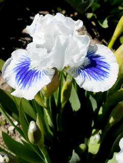 Ирис карликовый Open Your Eyes (Опен Ер Айс)