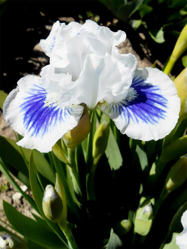 Ирис карликовый Open Your Eyes (Опен Ер Айс)