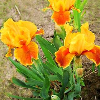 Ирис карликовый Orange Caper (Оранж Капер)