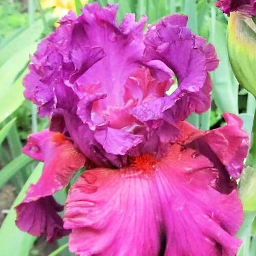 Ирис германский Fashionably Late (Фэшенебли Лейт)