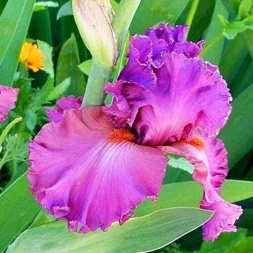 Ирис германский Fashionably Late (Фэшенебли Лейт)