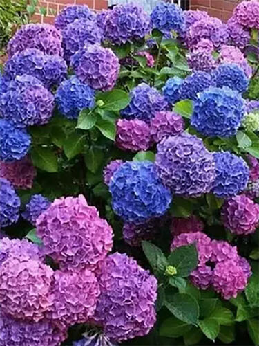 Гортензия крупнолистная Bouquet Rose (Букет Роуз)