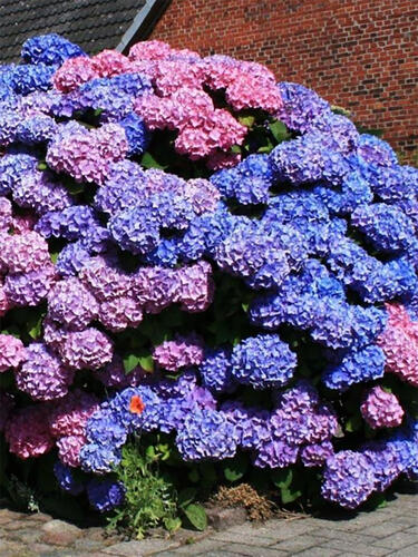 Гортензия крупнолистная Bouquet Rose (Букет Роуз)