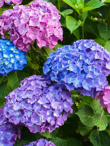 Гортензия крупнолистная Bouquet Rose (Букет Роуз)