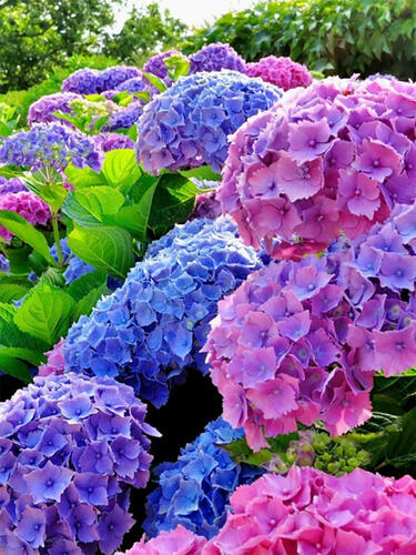 Гортензия крупнолистная Bouquet Rose (Букет Роуз)