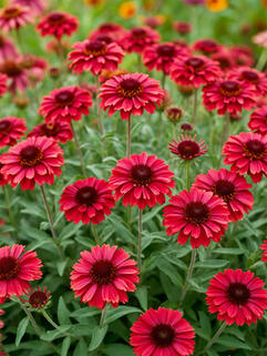 Гайлардия Burgunder (Бургундер)