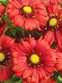 Гайлардия Burgunder (Бургундер)