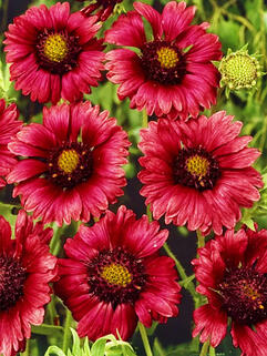 Гайлардия Burgunder (Бургундер)