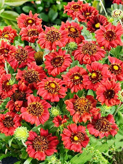 Гайлардия Burgunder (Бургундер)