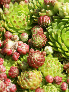 Молодило Jovibarba Globifera (Джовибарба Глобифера)