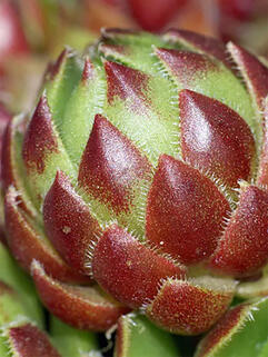 Молодило Jovibarba Globifera (Джовибарба Глобифера)