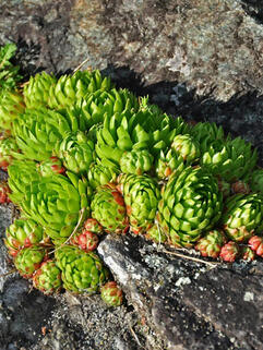 Молодило Jovibarba Globifera (Джовибарба Глобифера)