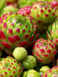 Молодило Jovibarba Globifera (Джовибарба Глобифера)