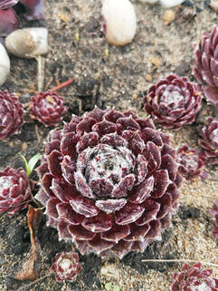 Молодило  Velanovski (Велановски)