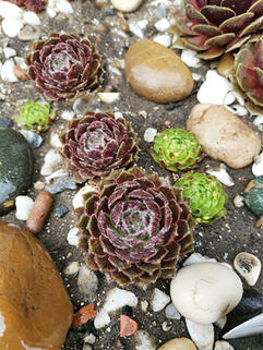 Молодило  Velanovski (Велановски)