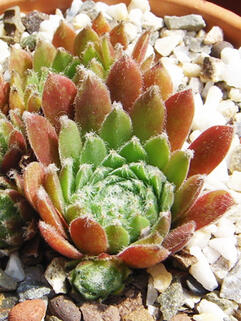 Молодило  Velanovski (Велановски)