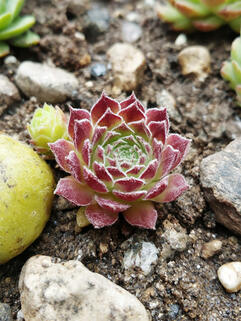 Молодило  Velanovski (Велановски)