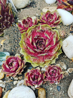 Молодило Ufo (Уфо)